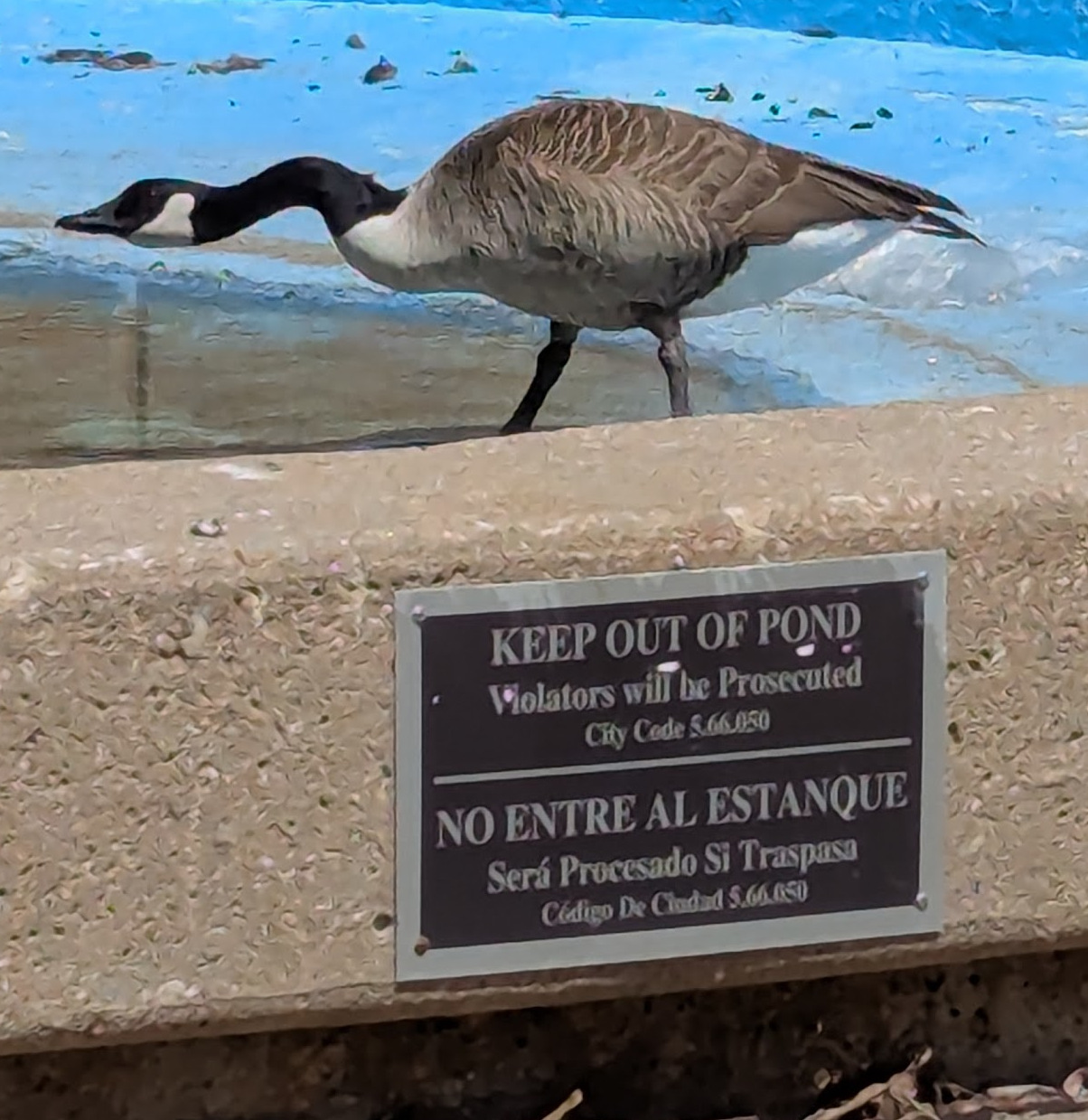 blurry photo of a goose hunched over into a defensive position, standing in a drained fountain, with keep out of pond, violators will be prosecuted on a plaque in the foreground