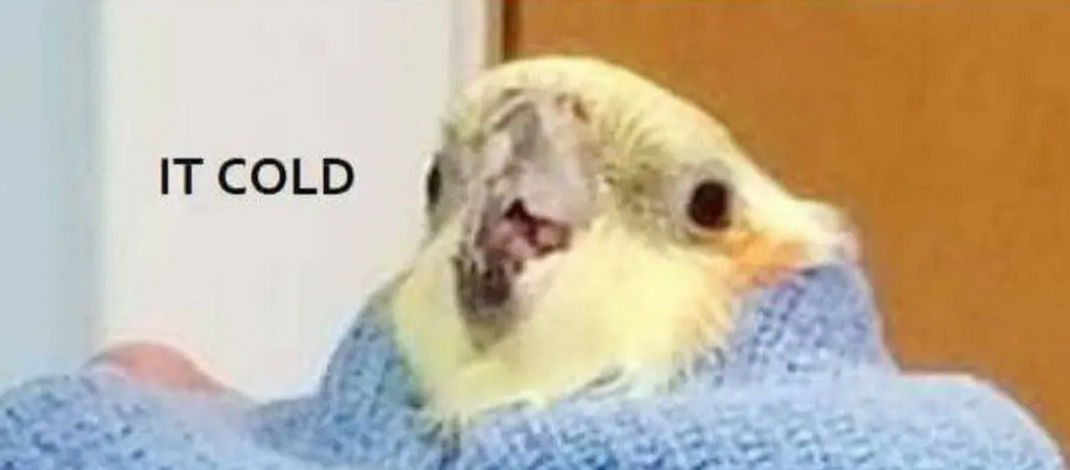 photo of a cockatiel restrained during a vet visit, with text superimposed saying it cold
